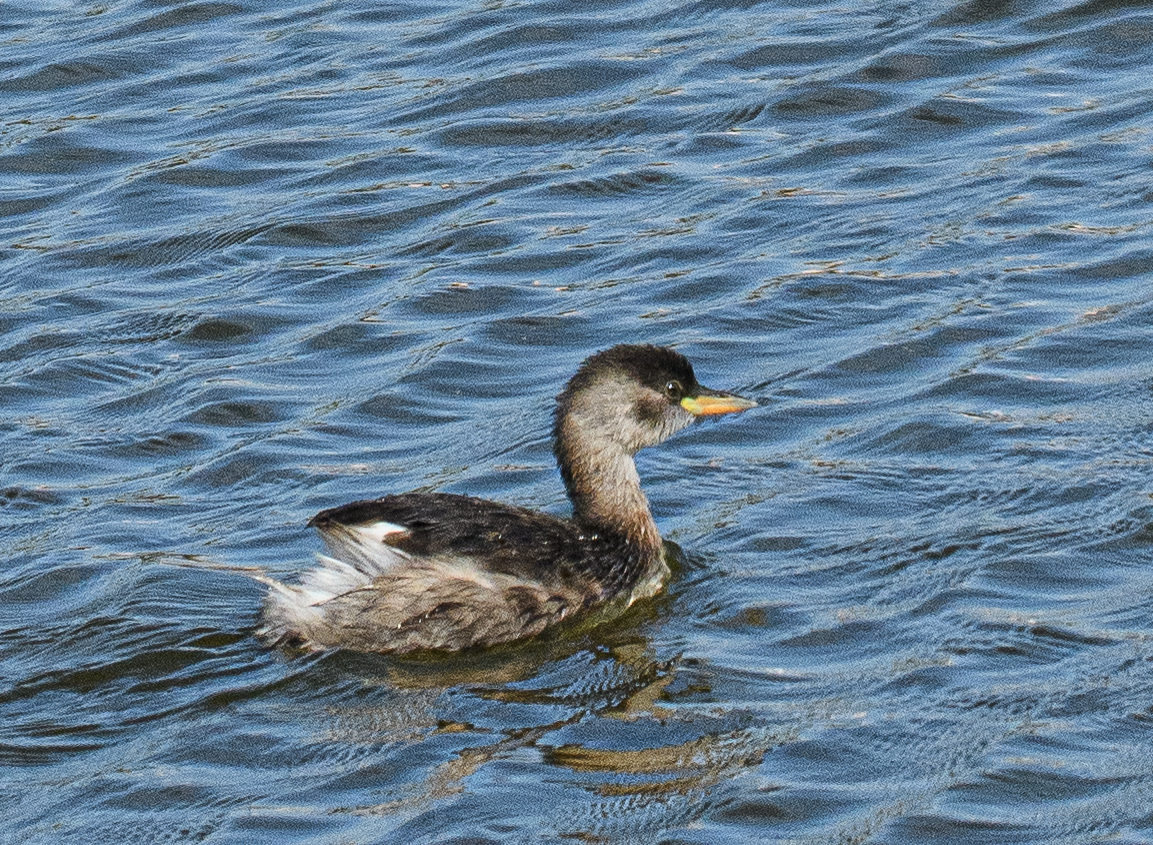  Grèbe castagneux (Little grebe, Tachybaptus ruficollis), adulte internuptial, Technopole de Dakar-Pikine, Sénégal.